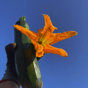 Squash