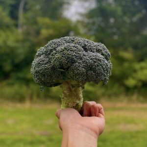 Broccoli